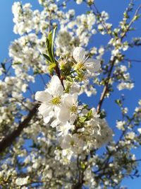 Low angle view of cherry blossoms in spring