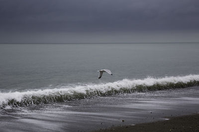 View of birds on beach