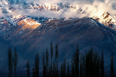 Himalayan mountain rage with sunlight and pie tree