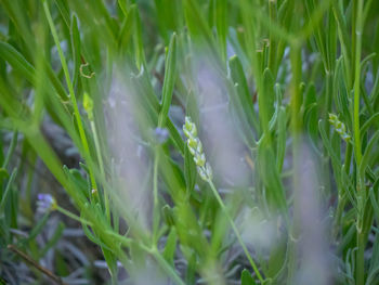 Full frame shot of plants on field