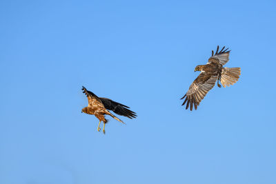 Low angle view of bird flying against clear blue sky