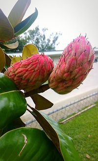 Close-up of flowers