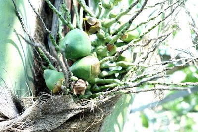 Close-up of fruits growing on tree