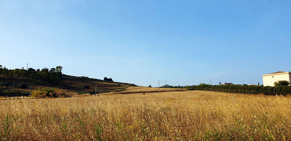 Scenic view of field against clear blue sky