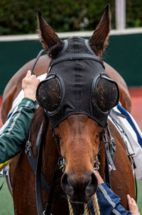 Close-up of horse