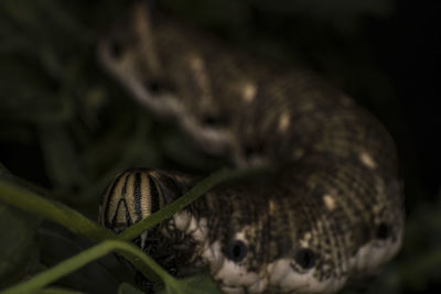 Close-up of lizard