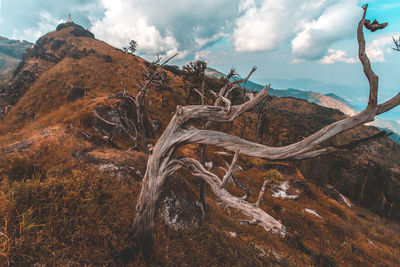 Driftwood on landscape against sky