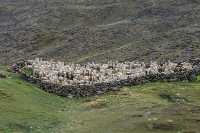 View of birds on land