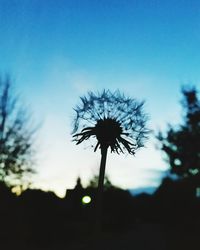 Close-up of silhouette plant against sky