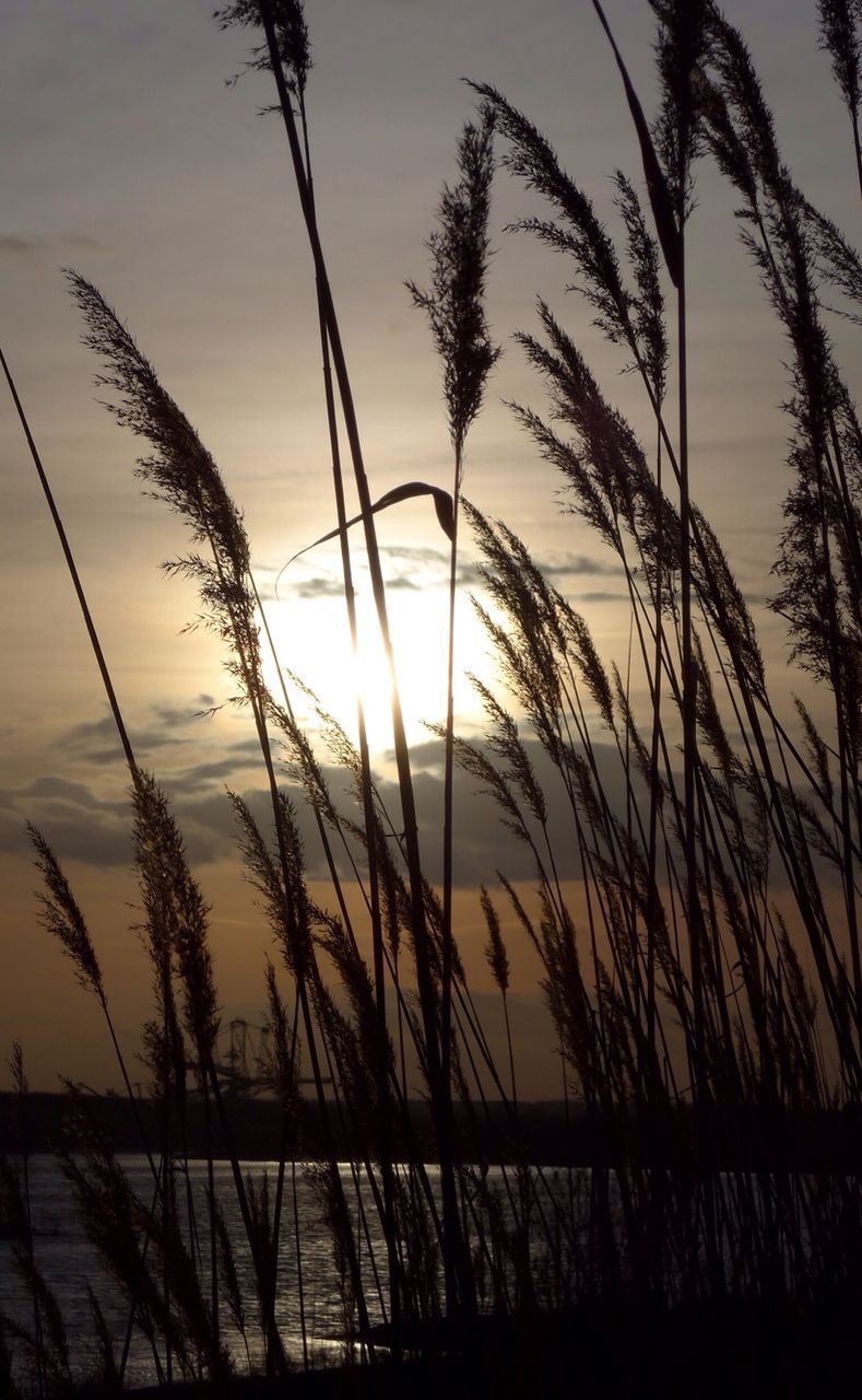 sunset, tranquility, silhouette, plant, sky, sun, water, tranquil scene, beauty in nature, nature, growth, scenics, grass, idyllic, reflection, stem, outdoors, sunlight, lake, no people