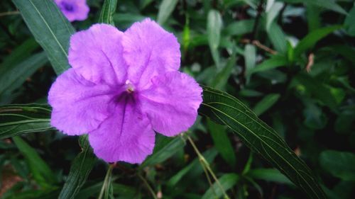 Close-up of purple flowering plant
