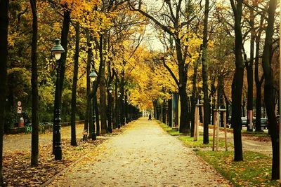 Empty road in forest