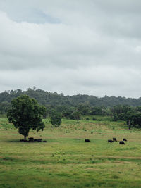 Flock of sheep in a field