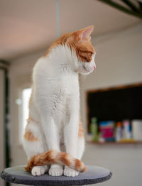 Close-up of a cat looking away