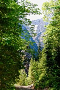 Trees in forest