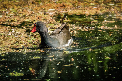 Duck swimming in a lake