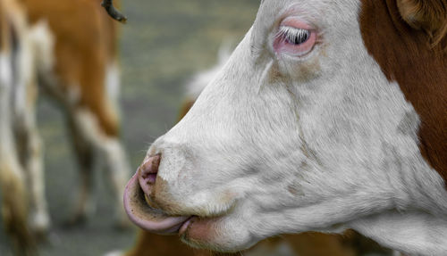 Close-up of horse eating