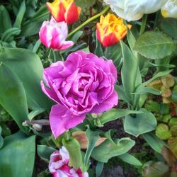 Close-up of pink flower