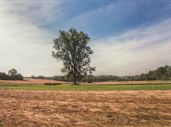 Tree on field against sky