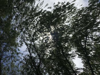 Low angle view of trees in forest