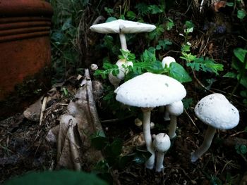 Close-up of mushroom growing in forest