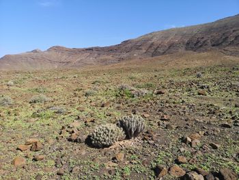 Scenic view of landscape against clear sky