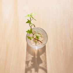 Close-up of potted plant on table