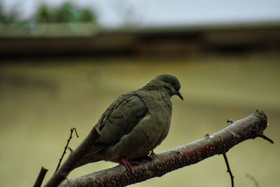 Close-up of bird perching on branch