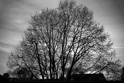 Low angle view of tree against sky