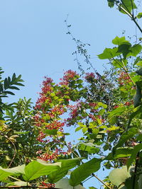 Low angle view of flowering plants against sky
