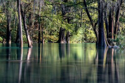 Scenic view of lake in forest