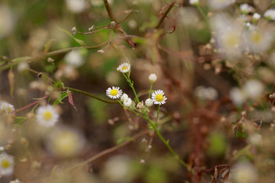 Close-up of white flowers