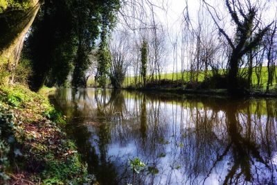 Reflection of trees in lake