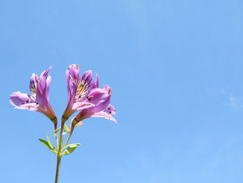 Close-up of pink flowering plant against blue sky