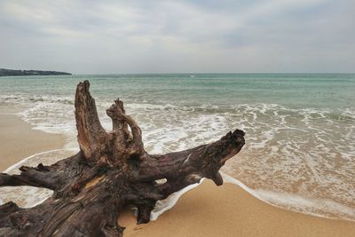 Driftwood on beach