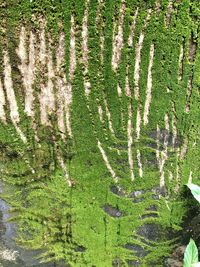 High angle view of grass