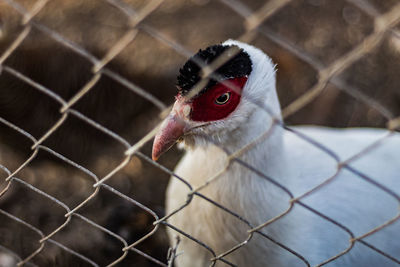 Close-up of a bird in cage