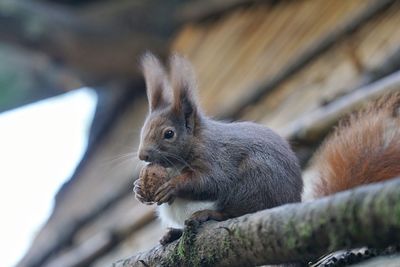 Close-up of squirrel on wood