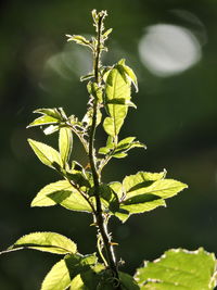 Close-up of plant