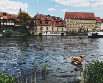 Duck by river against sky