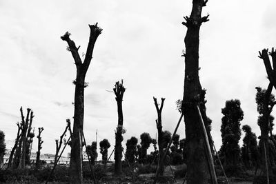 Bare trees against sky