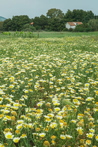 Yellow flowers growing on field