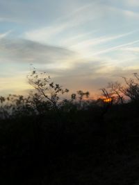 Silhouette of plants on field at sunset