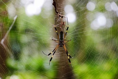 Close-up of spider on web