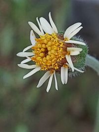 Close-up of yellow flower blooming outdoors