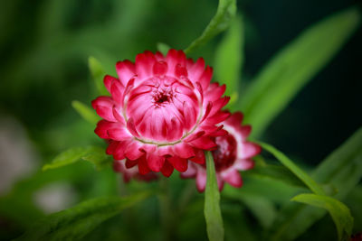 Close-up of pink flower