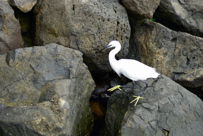 Bird perching on rock