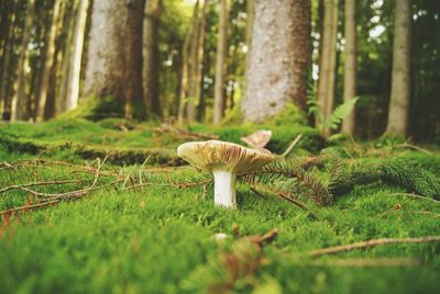 Mushrooms growing on tree trunk