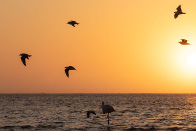 Silhouette birds flying over sea against sky during sunset