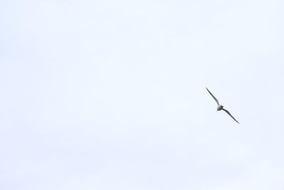 Low angle view of bird flying in clear sky